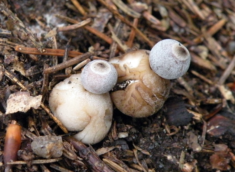 Geastrum fimbriatum?